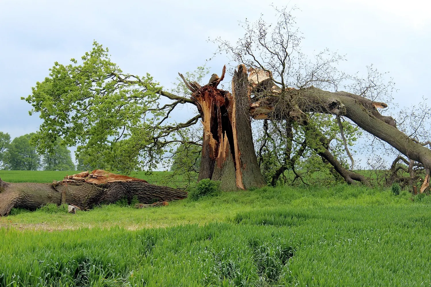 Storm damage tree removal of a split oak toppled at the trunk in Wake County, NC