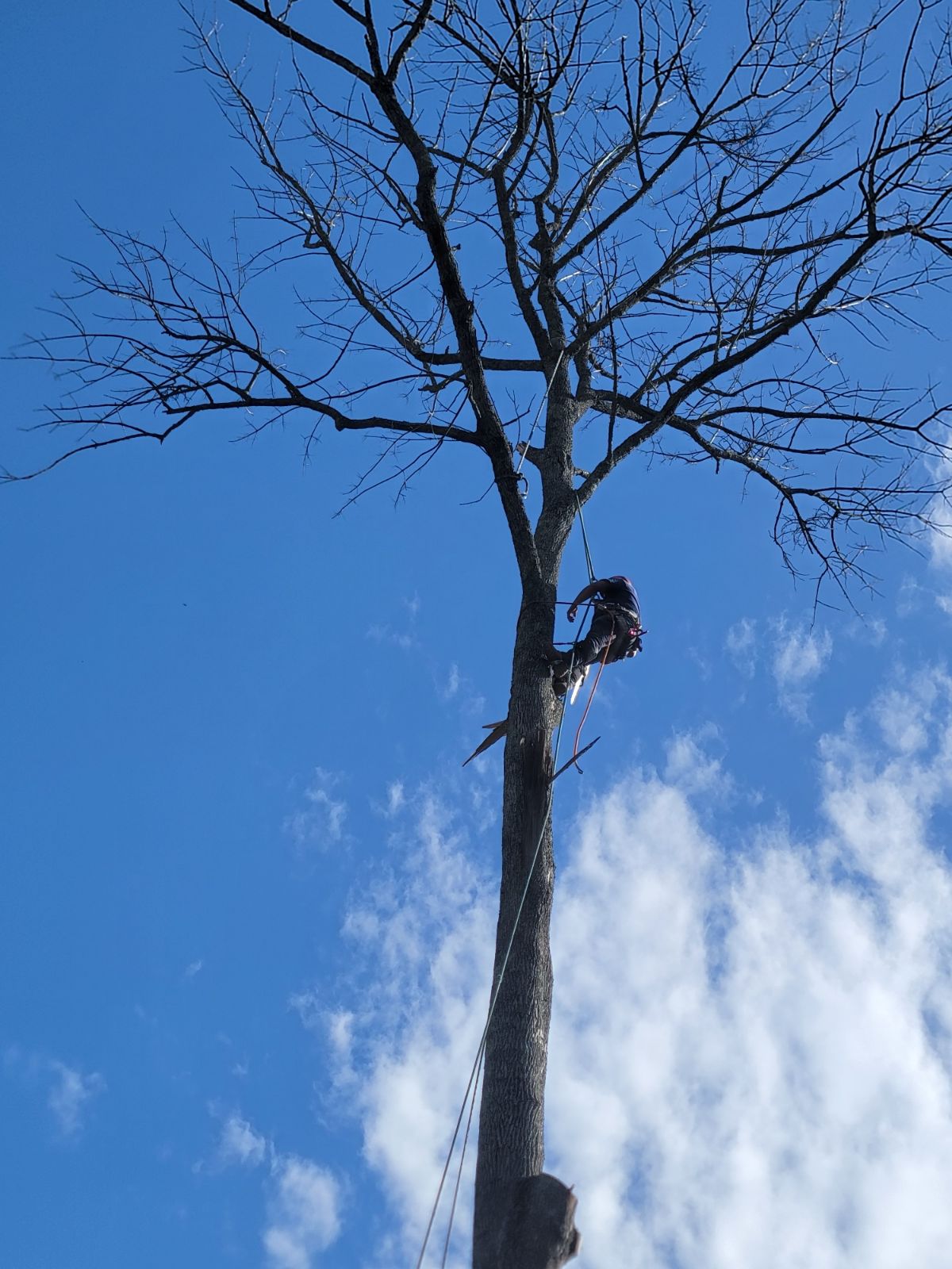 Tree trimming climber secured high in a tall tree in Raleigh, NC